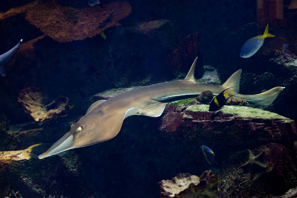 В аквариуме представлен и родственник акул - акулохвостый скат